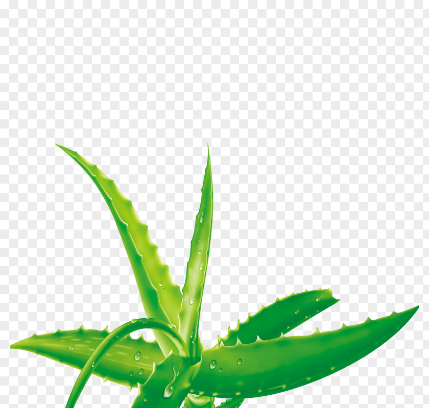 Aloe Vera Euclidean Vector PNG