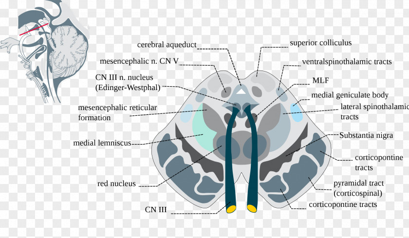 Brain Brainstem Midbrain Substantia Nigra Blood PNG