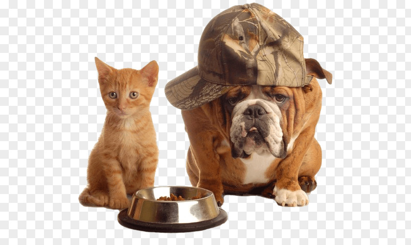 Dog Cat Food Pet Sitting PNG