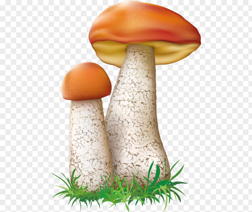 Mushroom Agaricaceae Fungus Basidiomycetes Leccinum Aurantiacum PNG