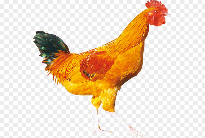 Free Chicken Pull Material Rooster Nugget Hainanese Rice Bird PNG
