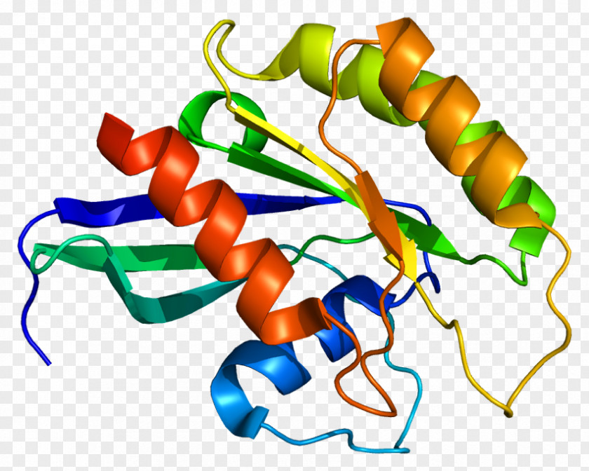 Gene G Protein Wikipedia RAB26 PNG