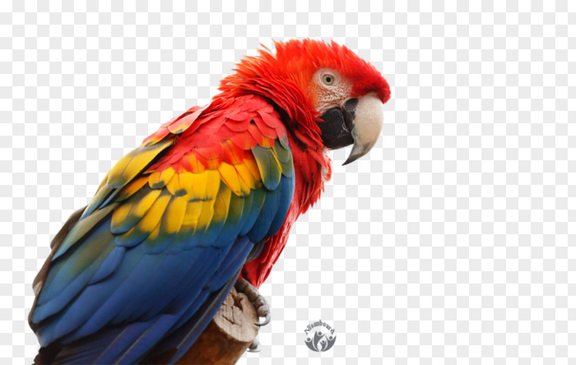 Parrot Bird Blue-and-yellow Macaw Budgerigar PNG