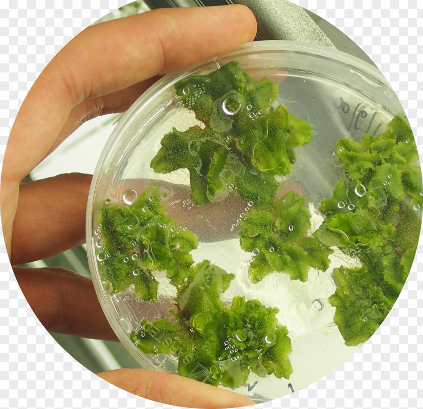 Primitive Simplicity Marchantia Polymorpha Liverworts Agar Plate Petri Dishes PNG