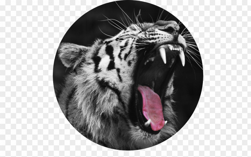 Cat Wildcat Felidae Leopard Big PNG