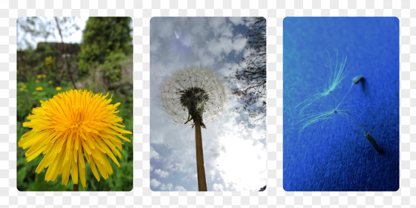 Dandelion Common Sunflower Seed Desktop Wallpaper PNG