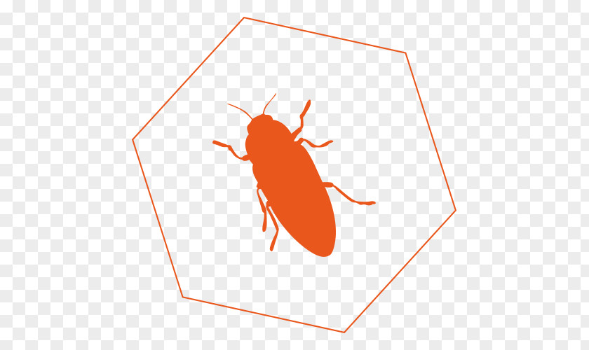 Flea Cockroach Insect Pollinator Clip Art PNG