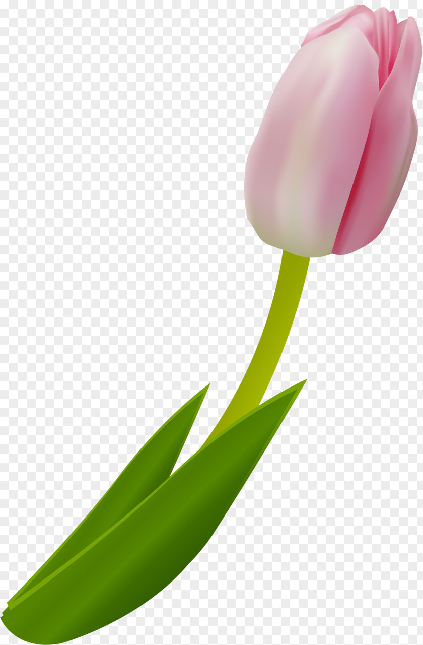 Tulip Cut Flowers Plant Clip Art PNG