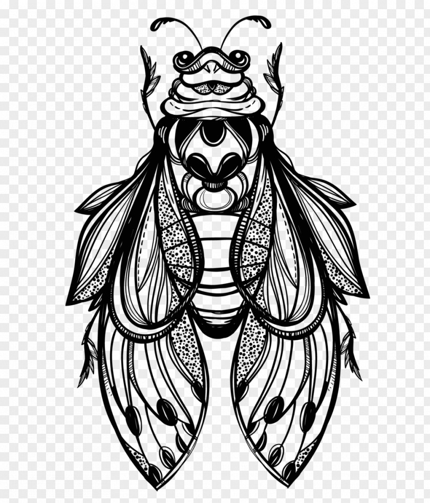 Beetle Drawing Vector Graphics Illustration Sketch PNG