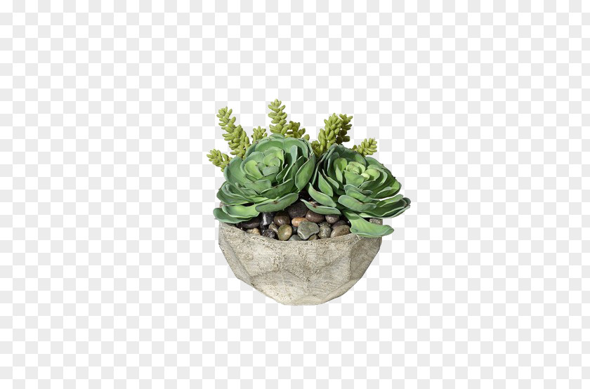 Multi Potted Meat Succulent Plant Container Garden Houseplant Gardening PNG