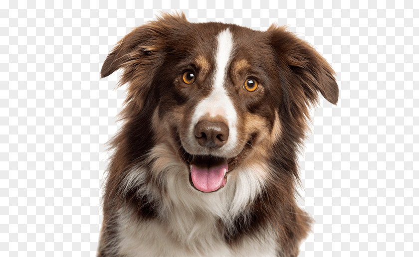 Border Collie Rough German Shepherd Poodle Dobermann PNG