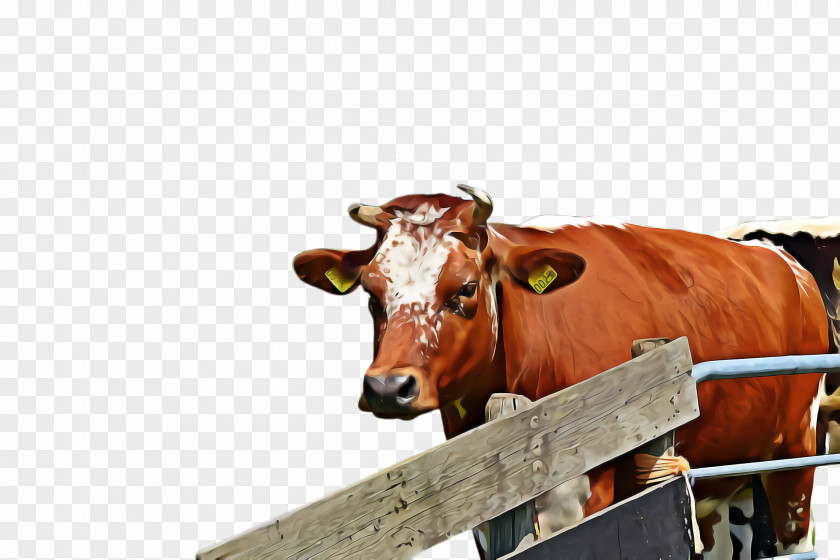 Bovine Livestock Snout Cow-goat Family Ox PNG