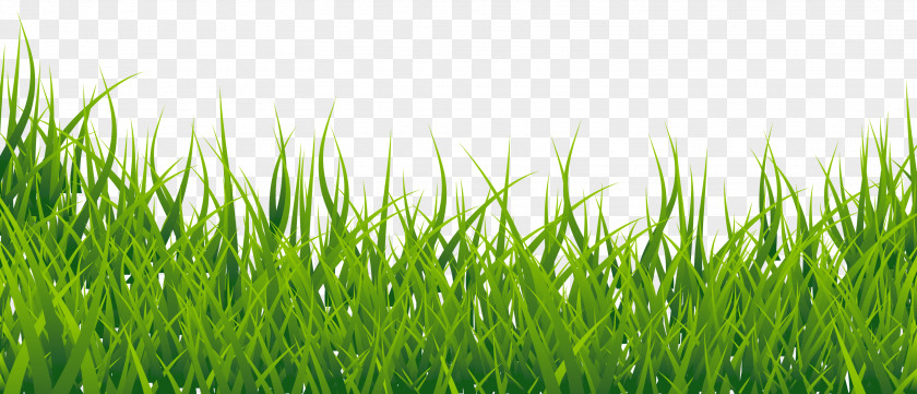 Grass Clip Art PNG