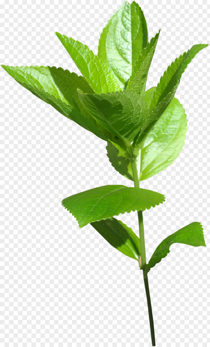 Green Leaves Child Leaf Plant Stem PNG