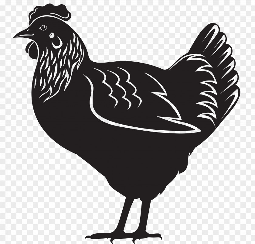 Hen Chicken Royalty-free PNG