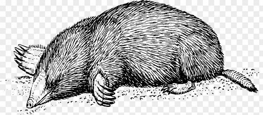 Rat European Mole Moles Clip Art PNG