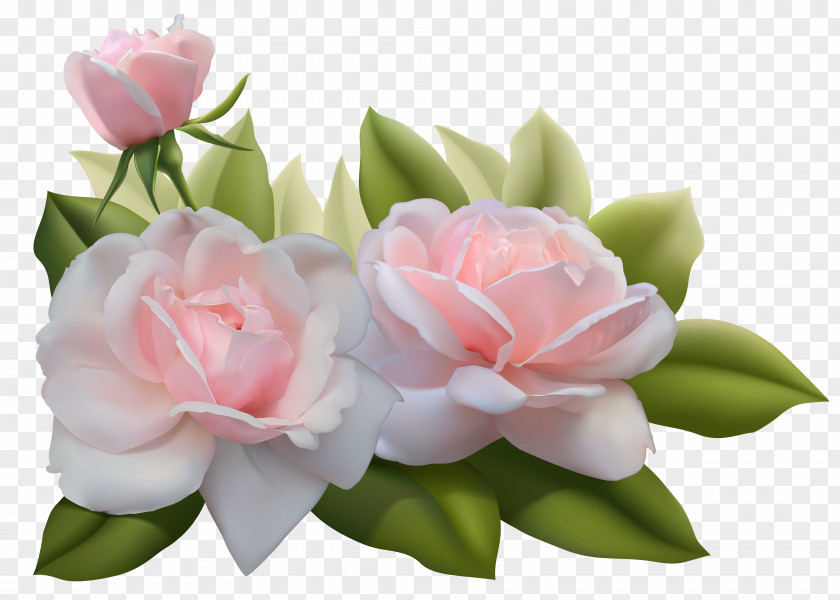 Three Rose Pink Clip Art PNG