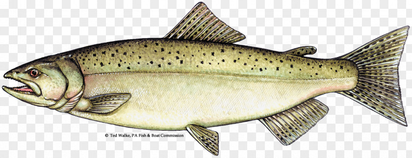 Chinook Salmon Salmonids Atlantic Trout PNG