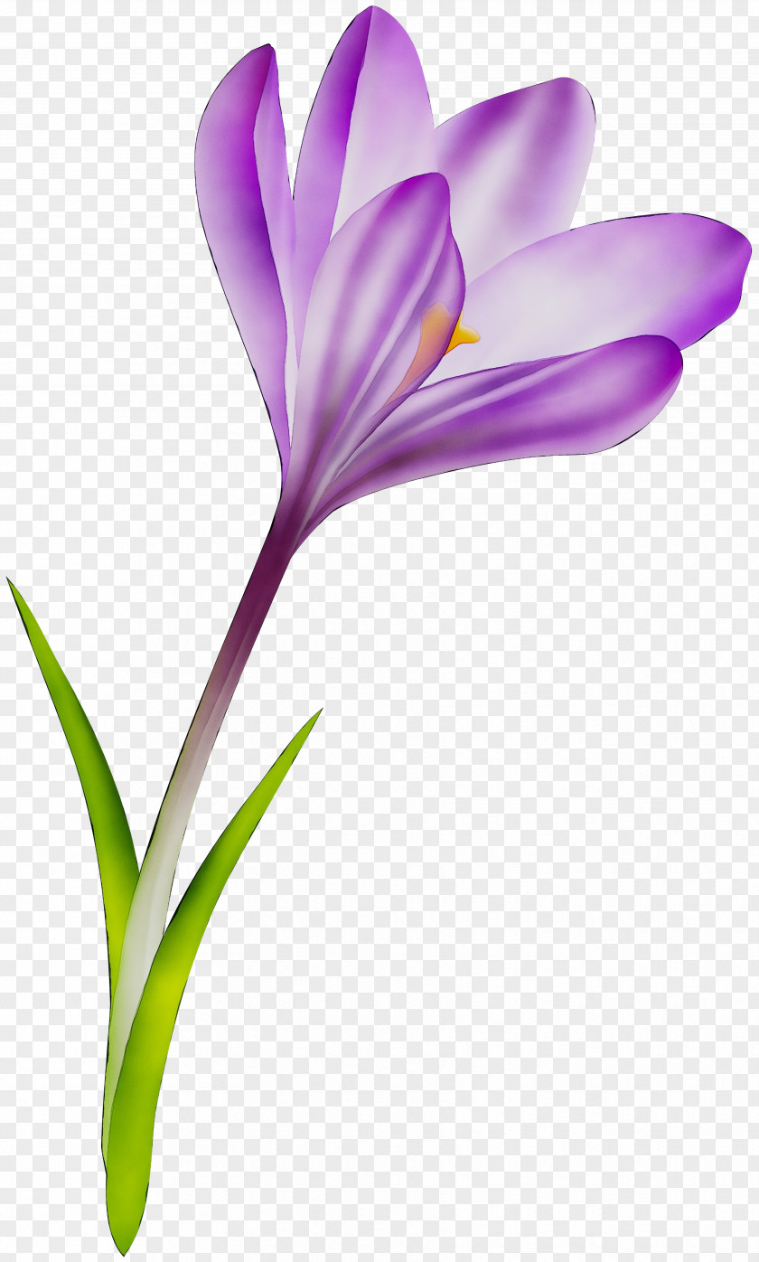 Crocus M / 0d Saffron Bud Herbaceous Plant PNG