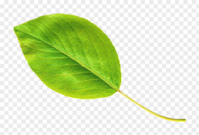 Flowering Plant Tree Leaf Green Flower PNG