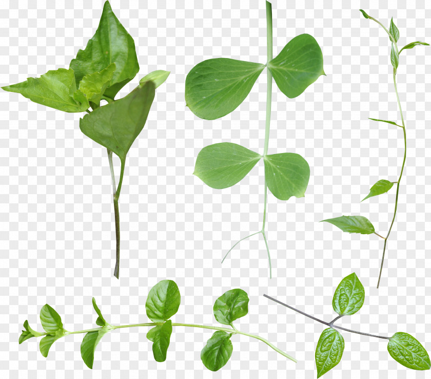 Leaf Branch Clip Art PNG