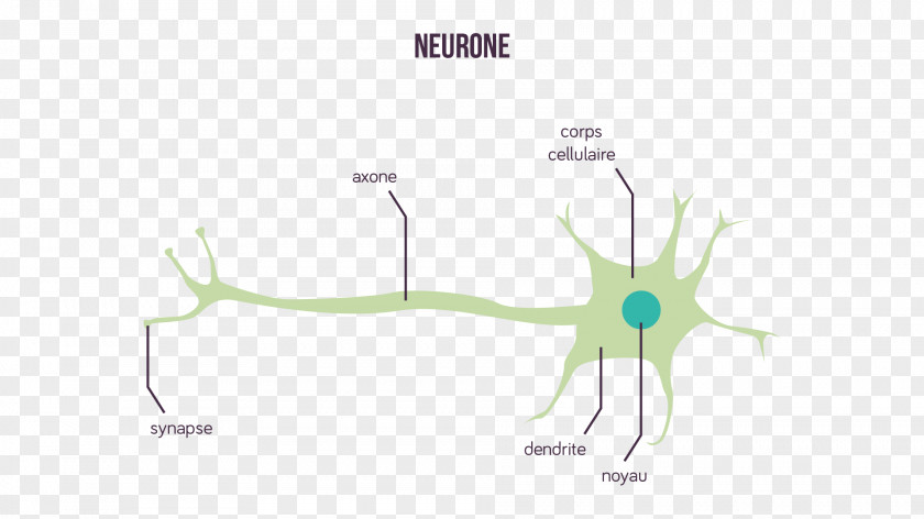 Neuron Synapse Message Nerveux Axon Dendrite PNG