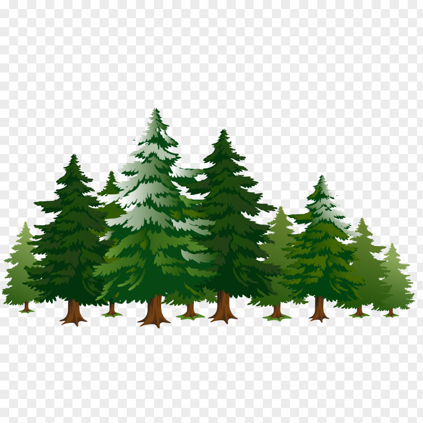 A Row Of Pine Trees PNG
