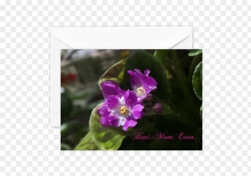 Best Mom Ever Wildflower Herbaceous Plant Violet Family PNG