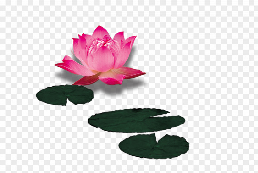 Decorative Lotus Ink Wash Painting Art Black And White Download PNG