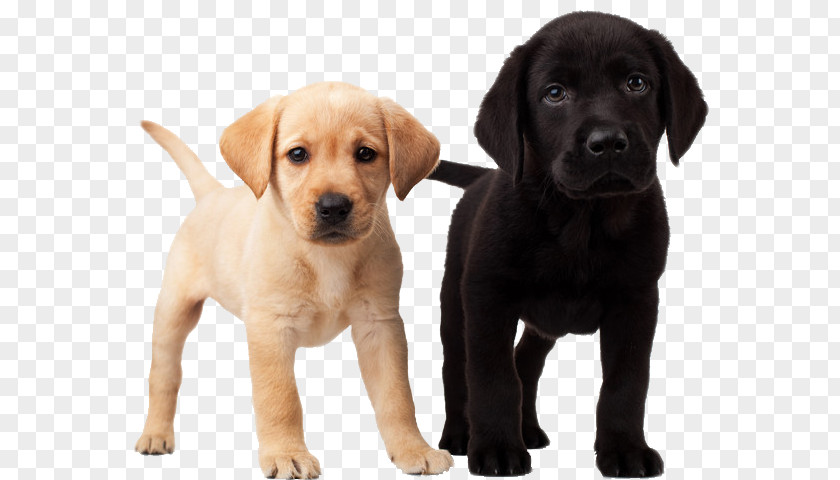 Labrador Dog Retriever Puppy Dalmatian Golden PNG