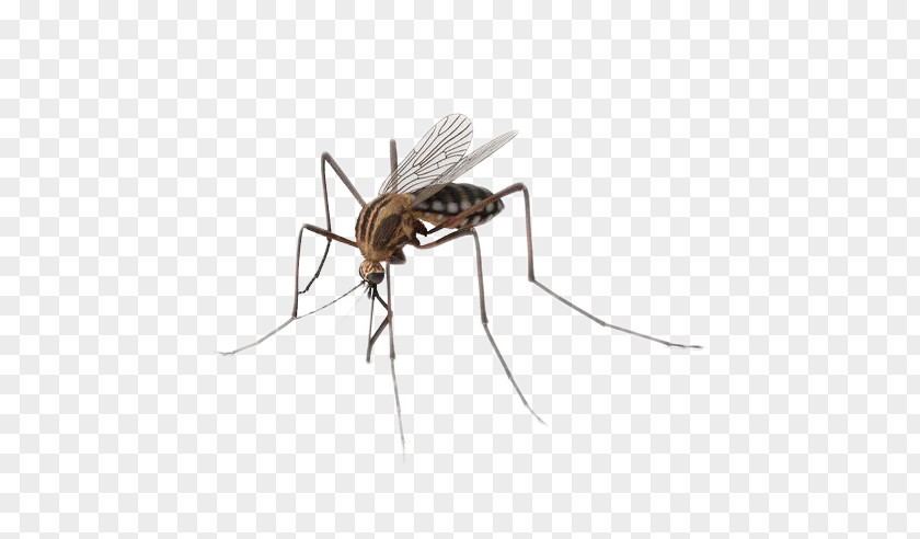 Mosquitoes Insects Mosquito Insect PNG