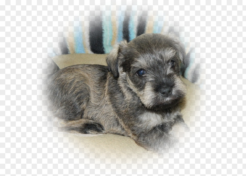 Puppy Miniature Schnauzer Standard Glen Of Imaal Terrier Schnoodle PNG