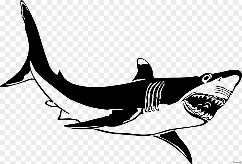 Shark Great White Bull Isurus Oxyrinchus Clip Art PNG