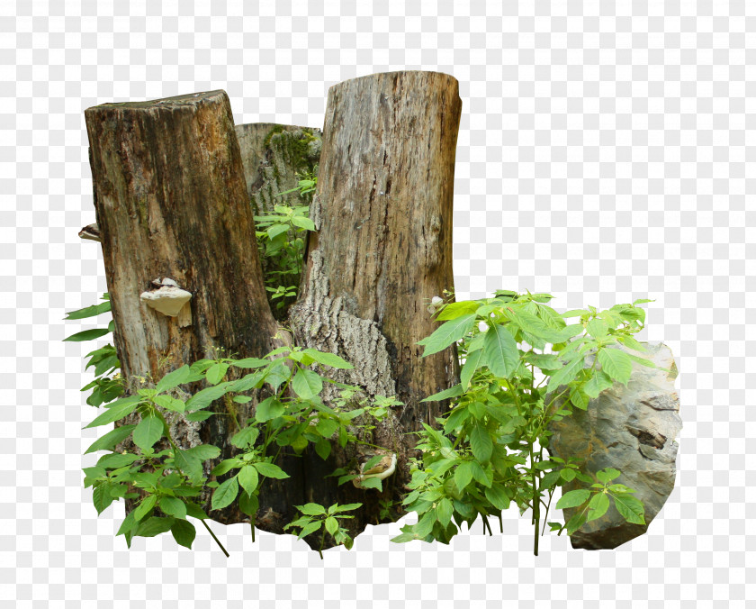 Tree Trunk Wood Cave Advertising PNG