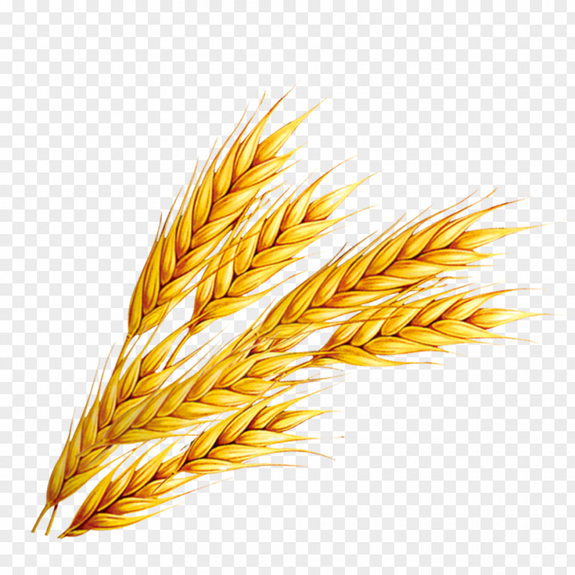 Wheat Rice PNG