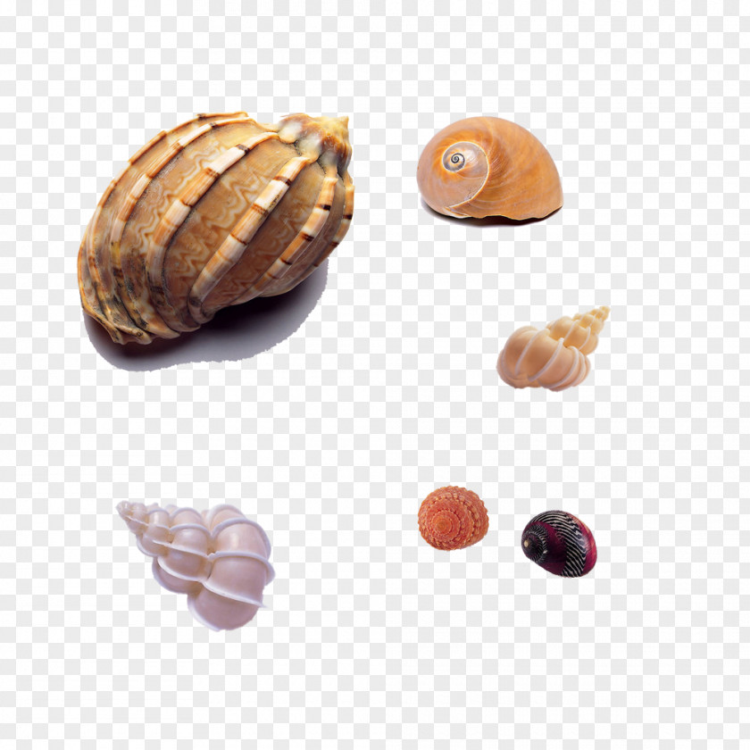 Beach Conch Seashell Sea Snail Mollusc Shell Shellfish PNG