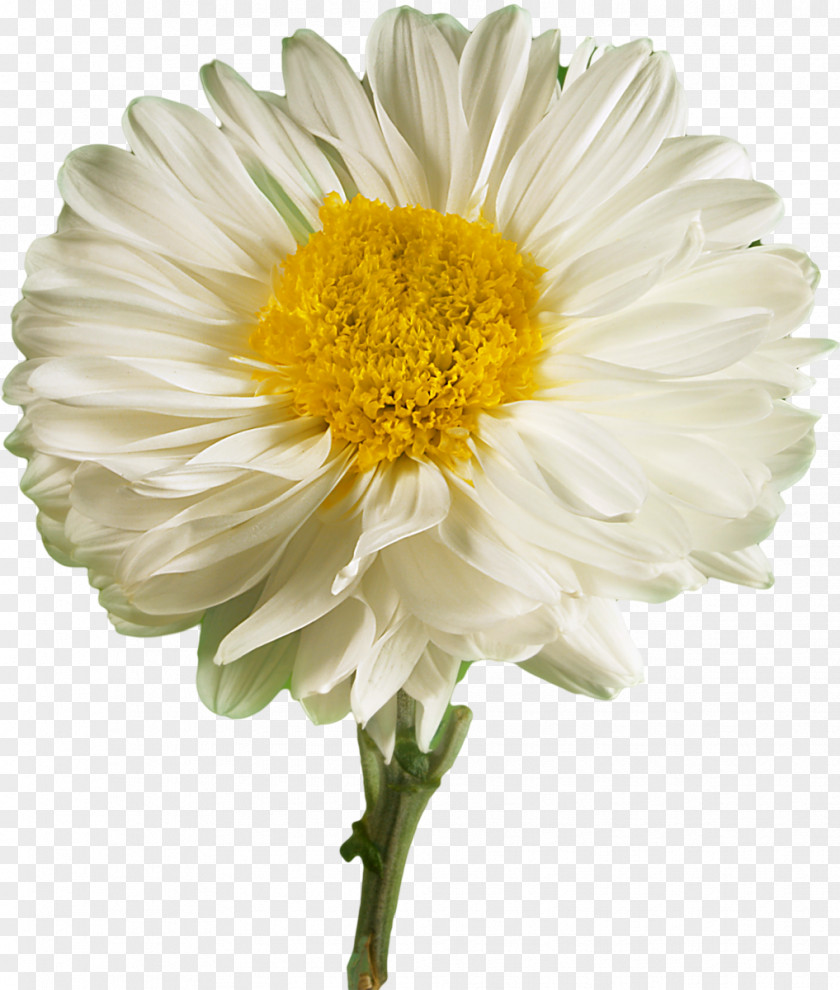 Camomile Flower Desktop Wallpaper White Petal UXGA PNG