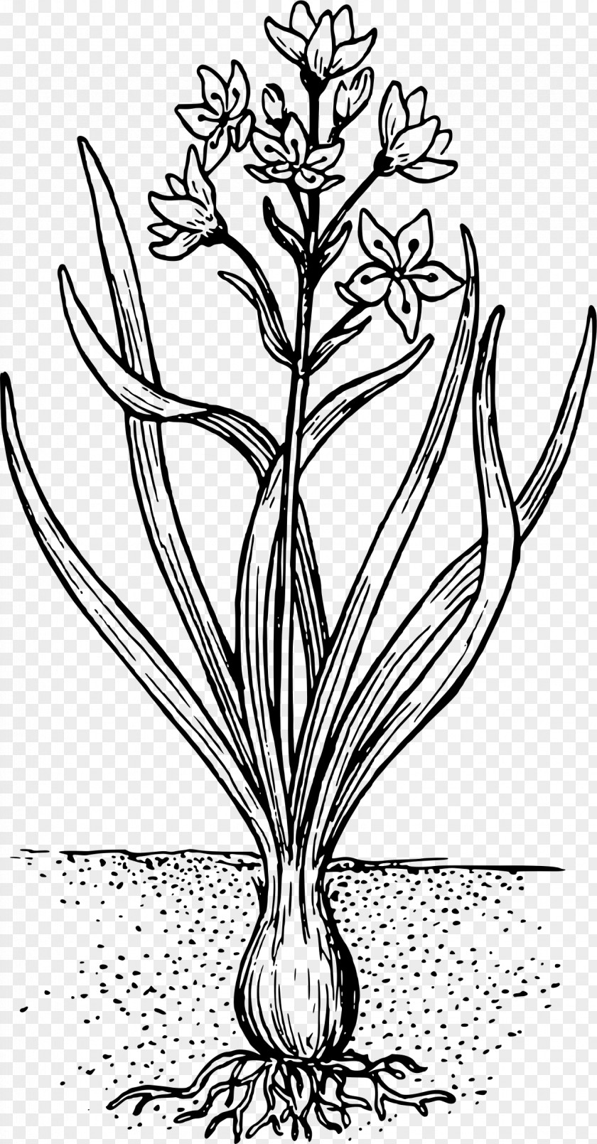 Design Twig Floral Plant Stem Leaf PNG