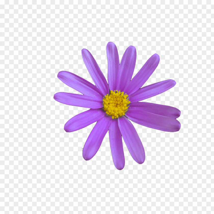 Flower Corel Communication Web Page Business Emoji Meaning PNG