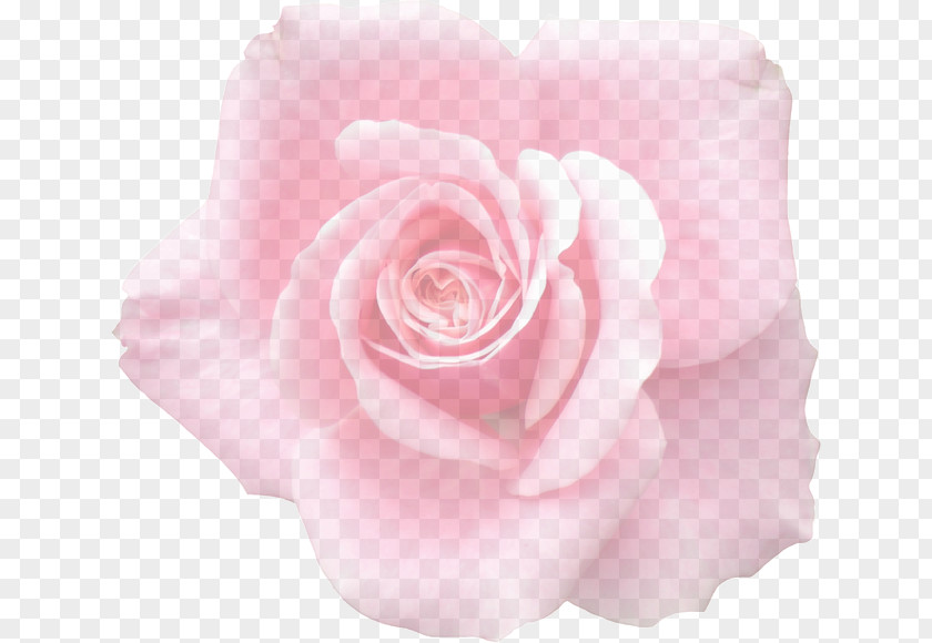 Flower Garden Roses Cabbage Rose Floribunda Graphics Clip Art PNG
