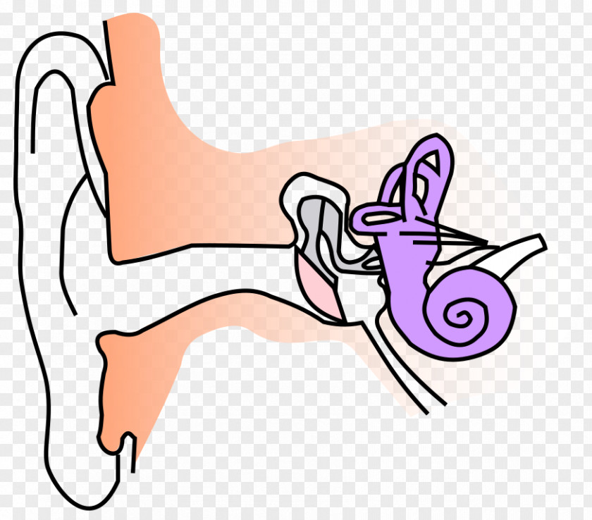 Free Anatomy Images Ear Canal Auricle Eardrum PNG