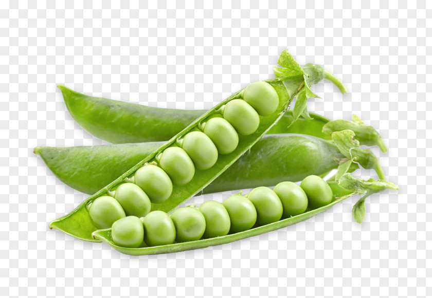 Pea Snap Vegetarian Cuisine Food Seed PNG