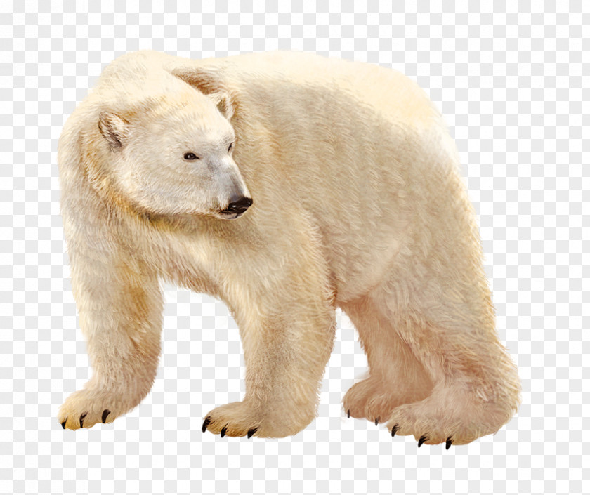 Polar Bear Brown Illustration PNG