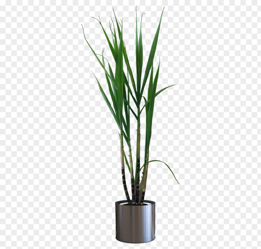 Potted Plant Flowerpot Houseplant PNG