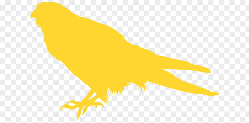 Songbird Tail Bird Yellow Beak Claw Canary PNG
