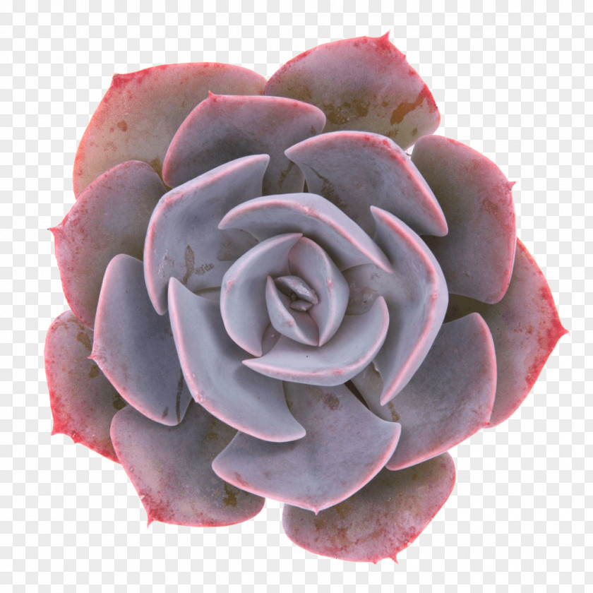 Suculent Succulent Plant Garden Roses Echeveria Lilacina Disease PNG