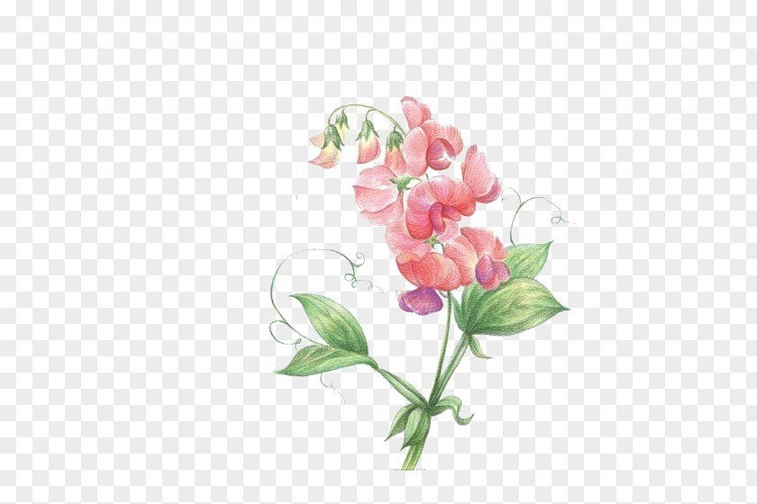 Sweet Pea Flower Icon PNG