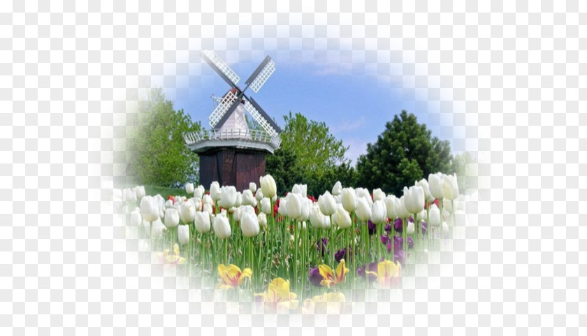 Paysage Netherlands Desktop Wallpaper Newquay Holland Tulip PNG