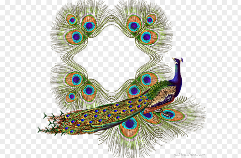 Peafowl Bird Asiatic Paper PNG