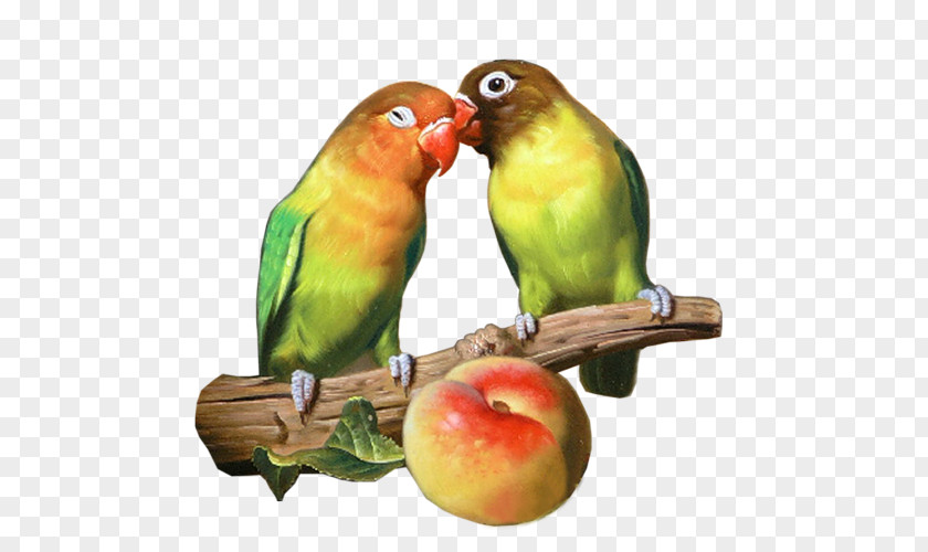 Bird Budgerigar Lovebird Parakeet PNG